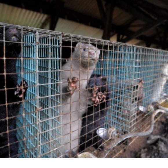 ‼️SAY NO TO MINK EYELASHES & COATS! 🧥👁 - Picture 11 of 16